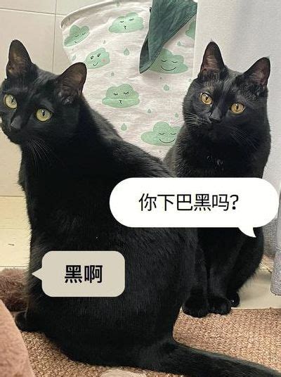 遇到黑猫